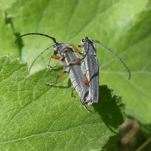 Phytoecia icterica